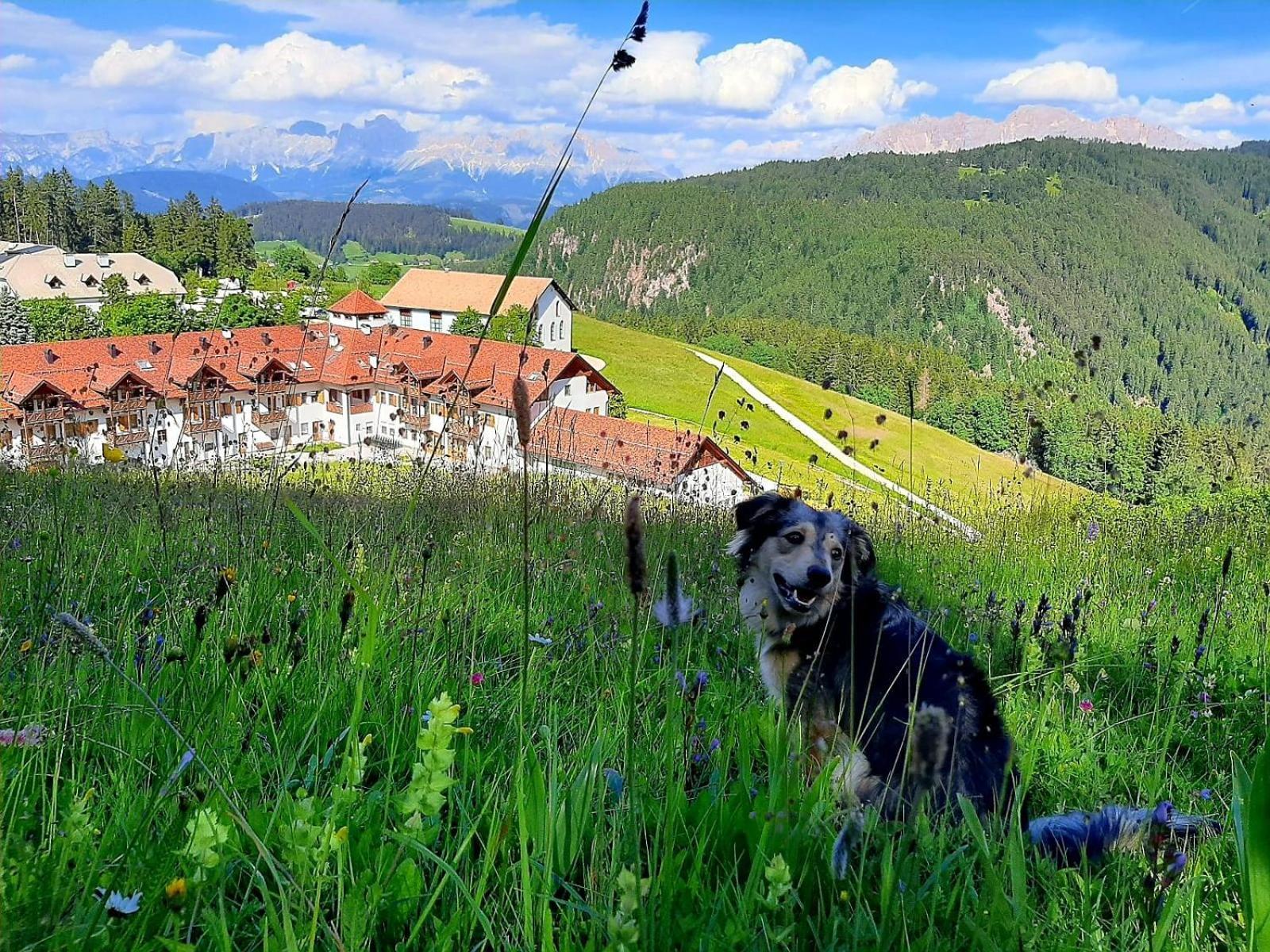 Gasthof Schmiederalm アルディーノ エクステリア 写真